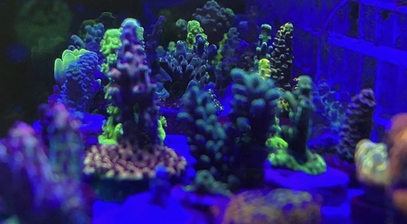 akvarium lysdioder snabbaste korall resultat