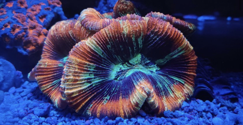 corais coloridos sob a iluminação orphek