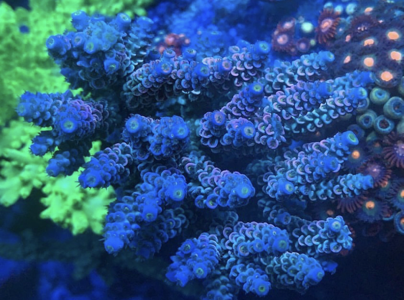 bästa korallodlande led-ljus Atlantik v4