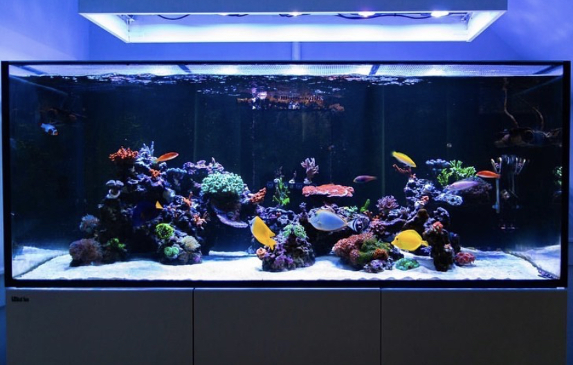 найкращий_reef_aquarium_led_light