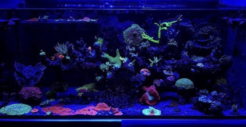 потрясающие коралловые результаты с помощью светодиодного освещения orphek