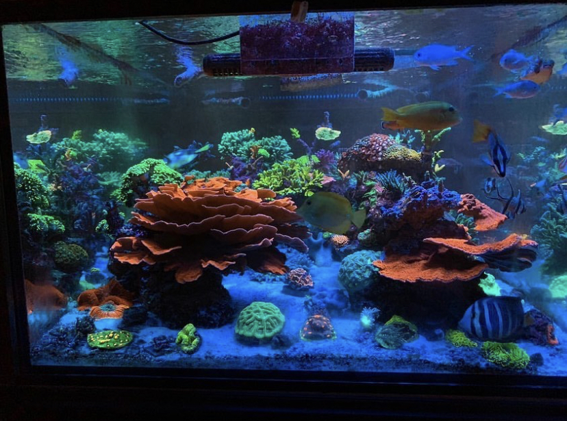 высочайшее качество выращивания кораллов