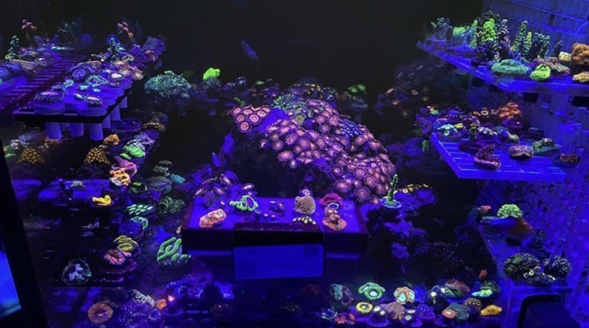 melhor iluminação led pop coral