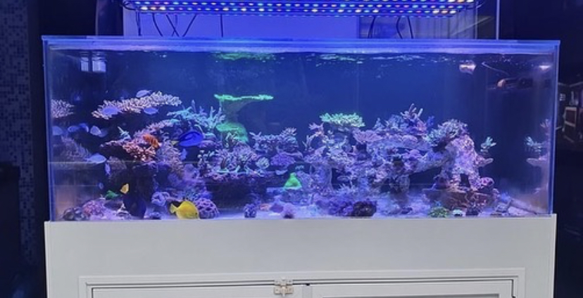 melhor aquário de água salgada luz led OR3