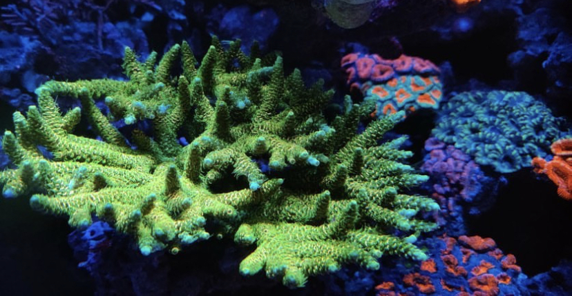 зеленый sps coral