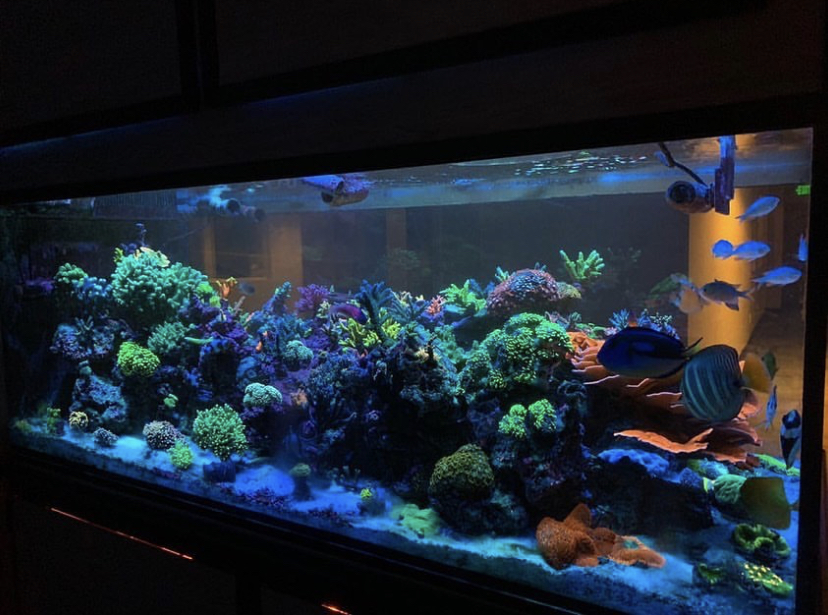 iluminação de aquário de melhor qualidade