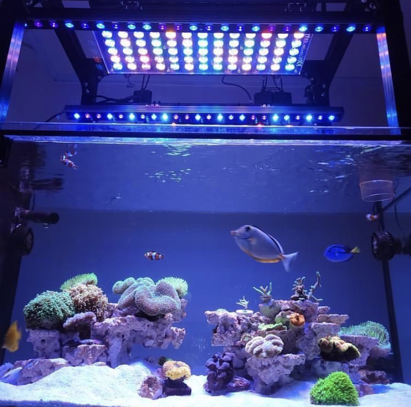 orphek atlantik best coral tank led light 2021
