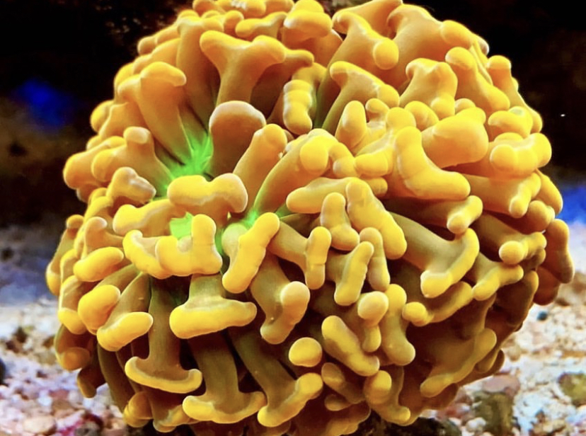 coral amarelo lps