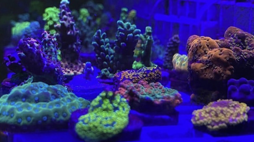 ορφανό atlantik καλύτερο κοραλλιογενές ποπ φως