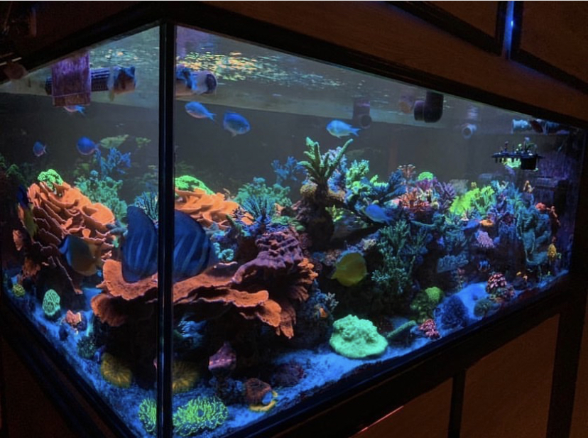 полный красочный морской аквариум