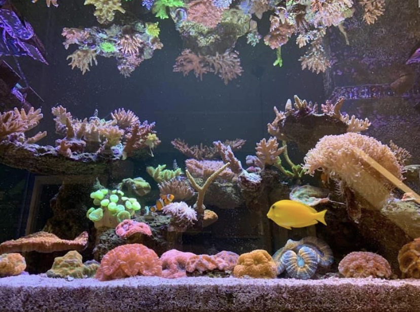 iluminação mista de tanque de coral