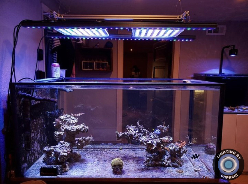 luzes crescendo recife de coral