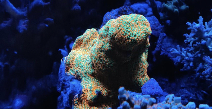 orphek 2021 bästa korallbelysning