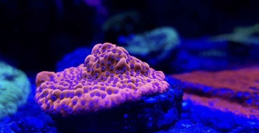 melhor reef grow light