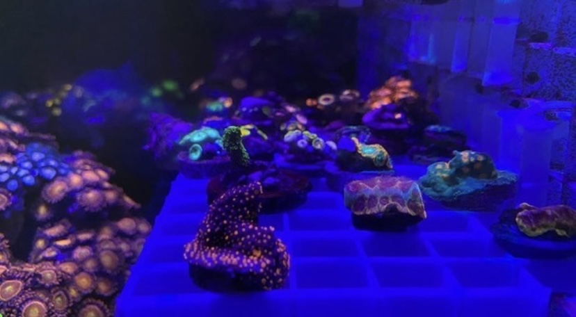 лучший светодиодный светильник для аквариума 2021