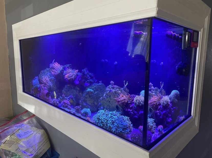 iluminação de aquário marinho