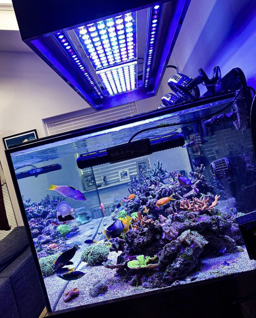 orphek atlantik аквариум светодиодный светильник
