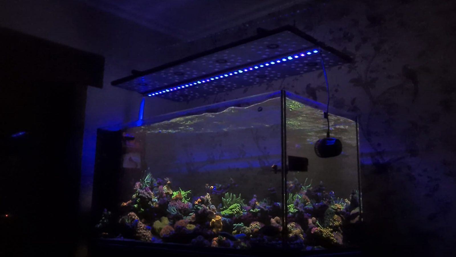 Coral pop color with Orphek OR3 Blue Plus LED Bar •Orphek