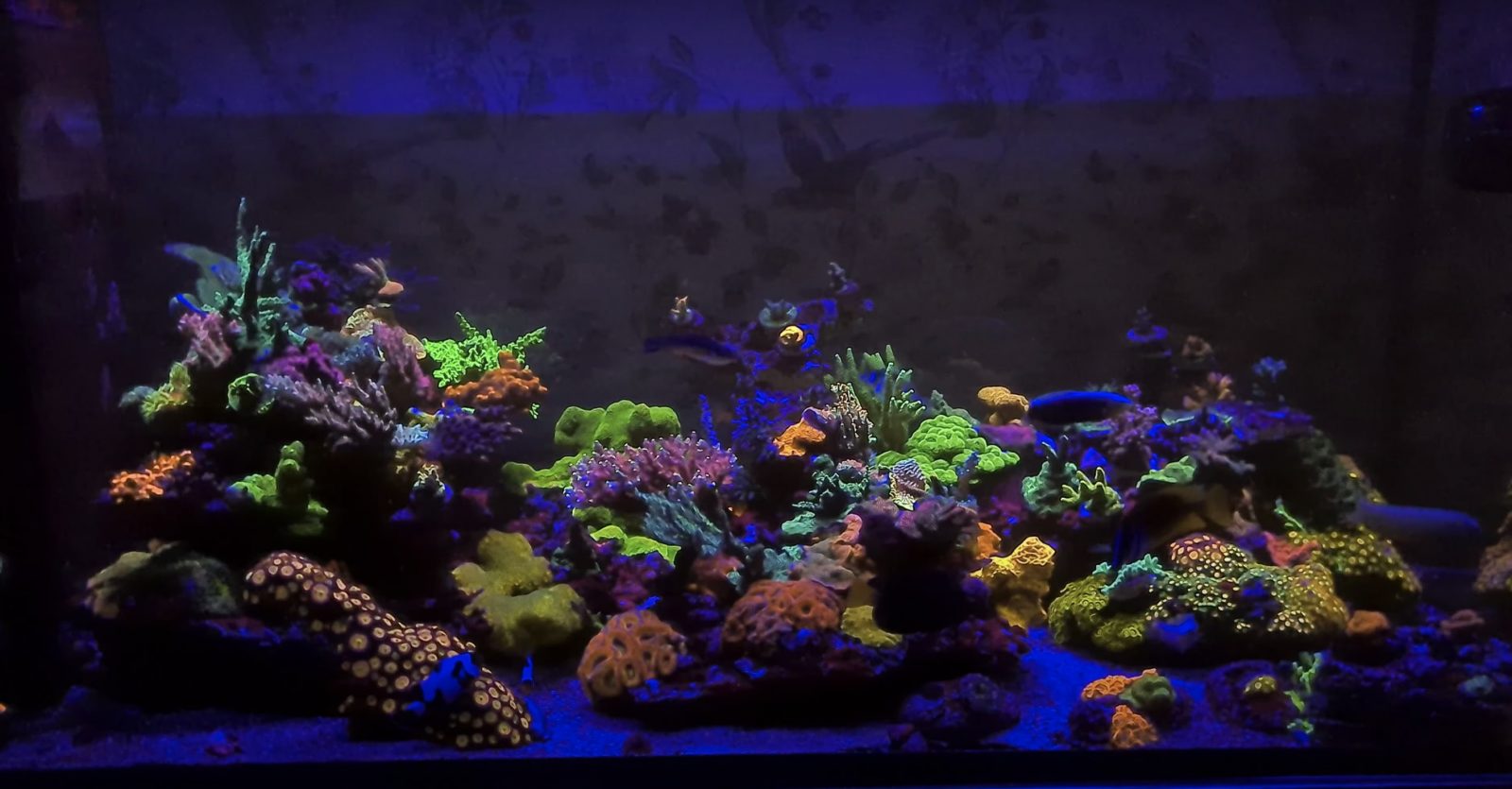 OR3 Blue Plus - Barre LED pour aquarium récifal - Orphek