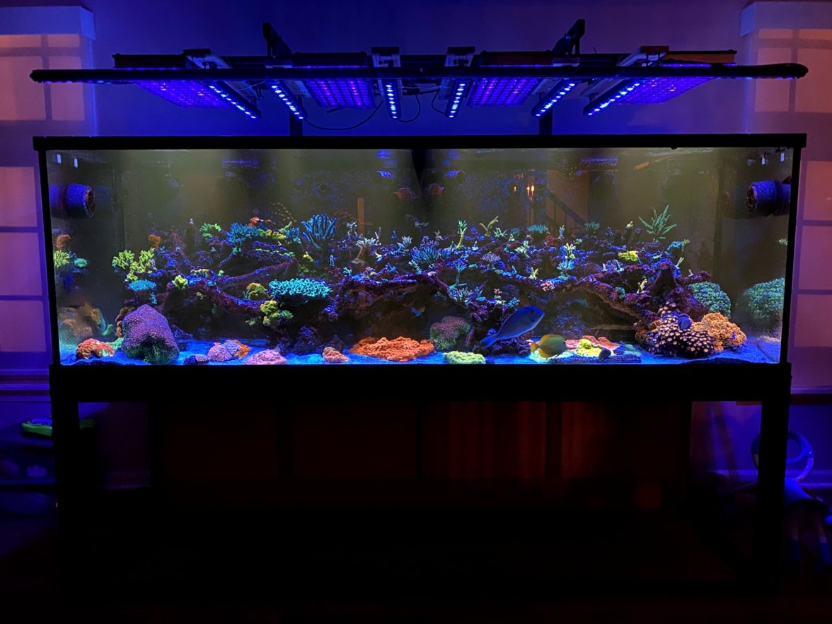 niesamowite_coral_pop_reef_led_lighting