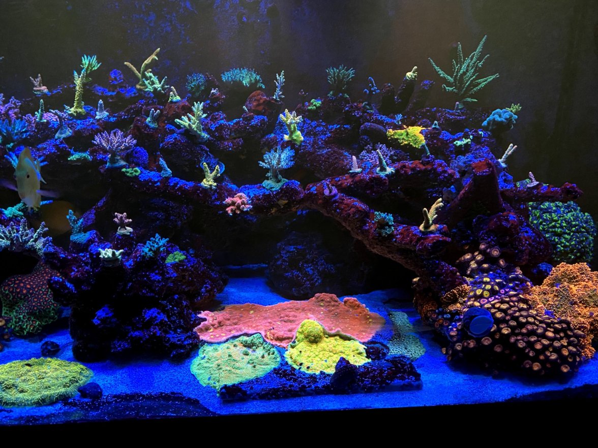 Las mejores luces LED Reef ¿Cuál es la mejor luz LED para acuarios de  Orphek?