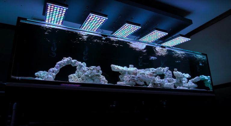 new_reef_tank_orphek_atlantik_led_light