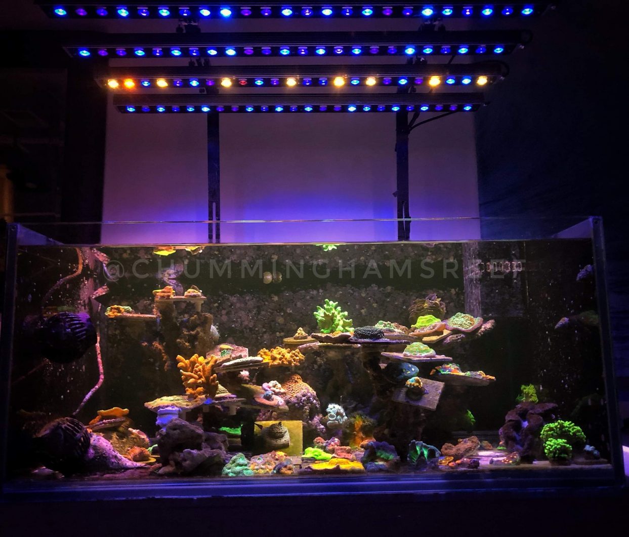 4 units of Orphek OR3 LED Bars Blue & Day Plus over reef tank