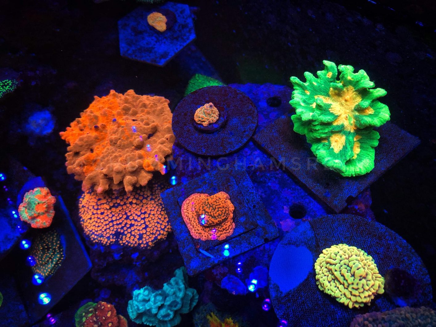 Coral Pop under OR3 LED Bars