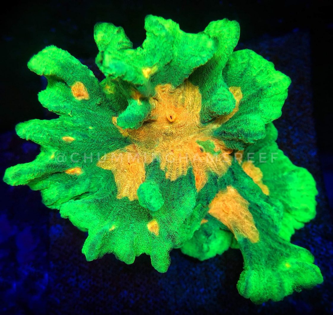 Foto de close up de coral de pectinia sob as barras de LED Orphek OR3