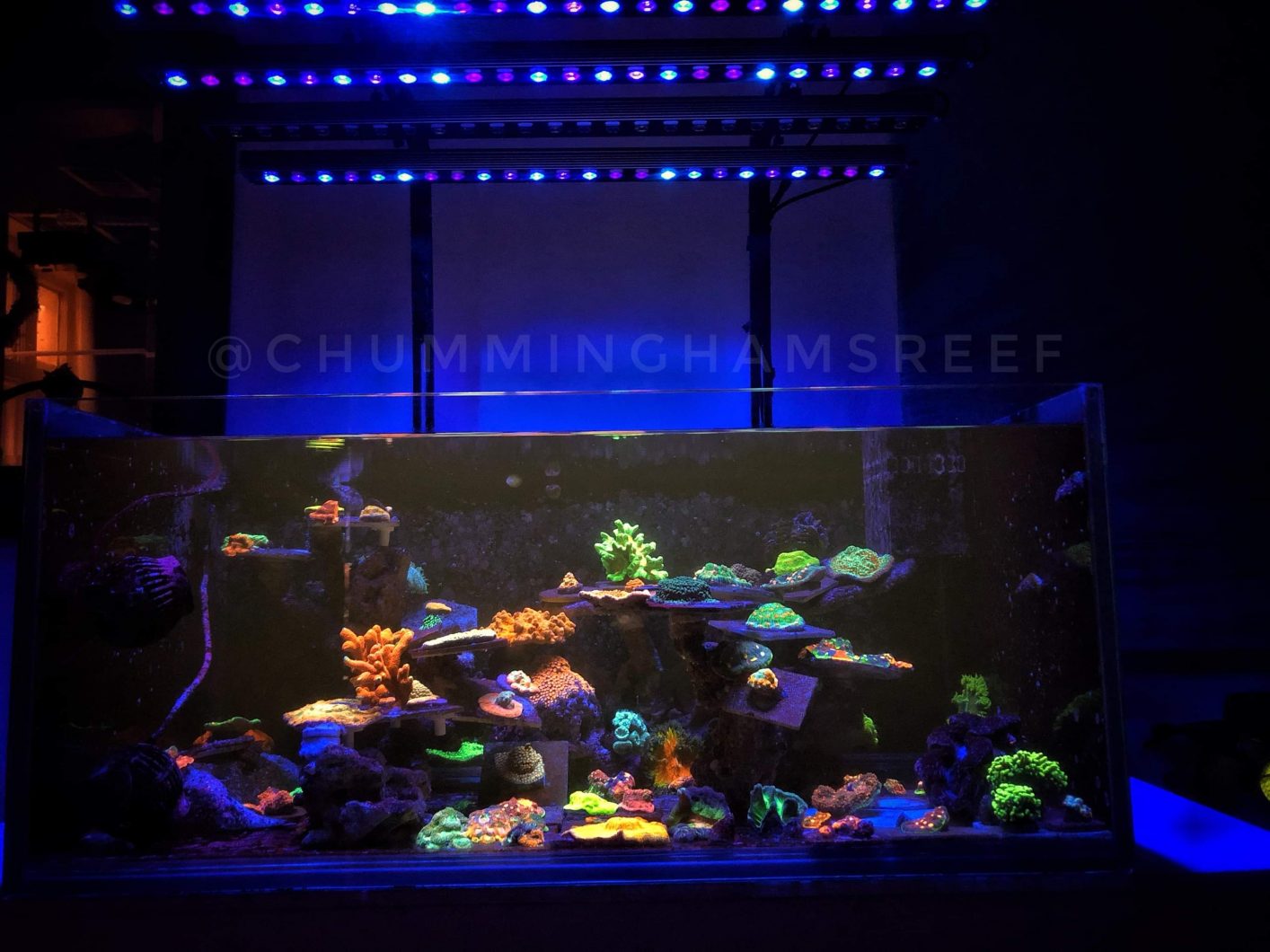 Tanklayout med 4 enheder Orphek OR3 LED-barer