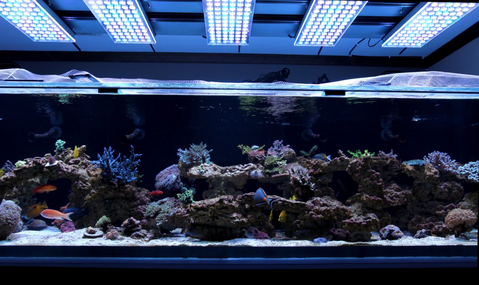 500G reef tank with Orphek Atlantik V4 LED Light