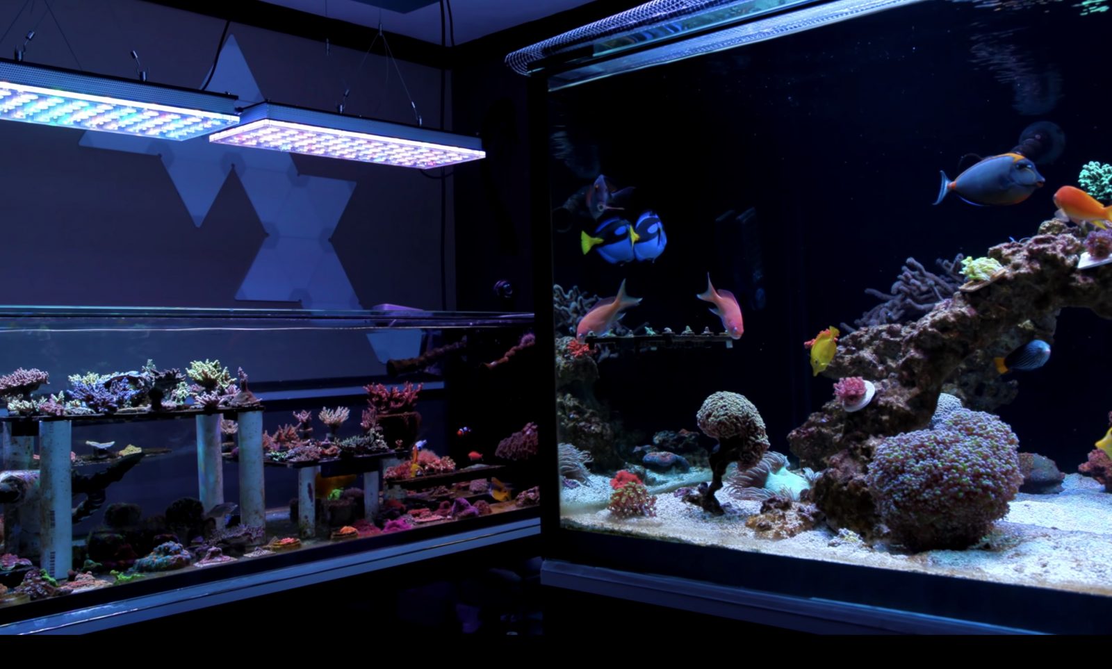 Frag reef com luz LED Orphek