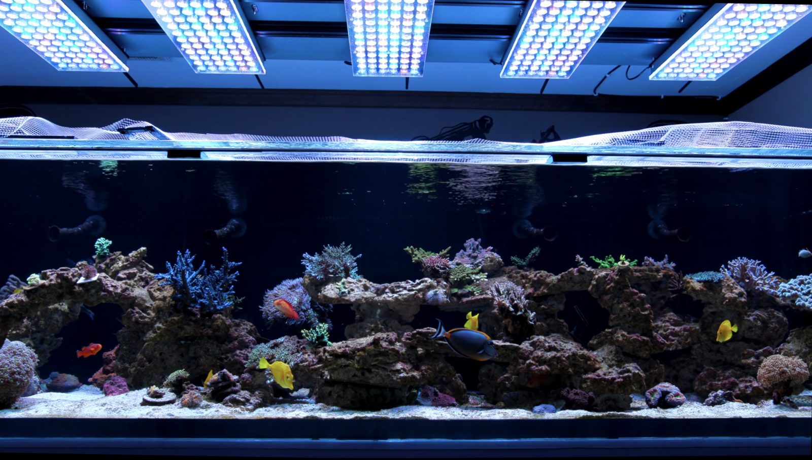 Bestes LED Riff Aquarium für 2021