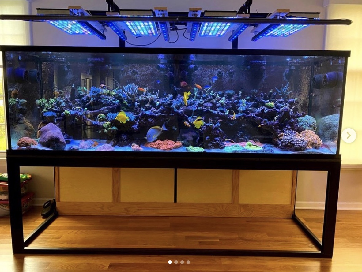 Amazing reef tank from Chicago