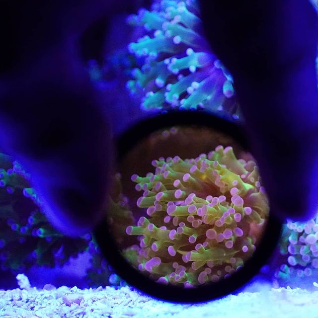 Orphek coral lens for reef aquarium