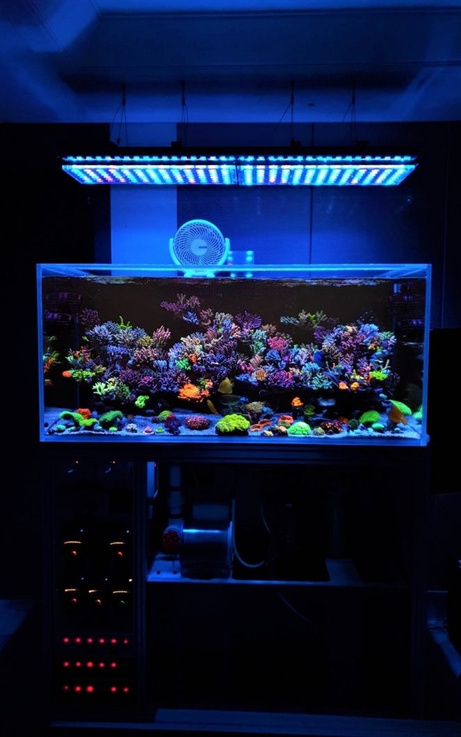 Awesome reef tanks combining Orphek's Atlantik V4 with OR3 Blue Sky