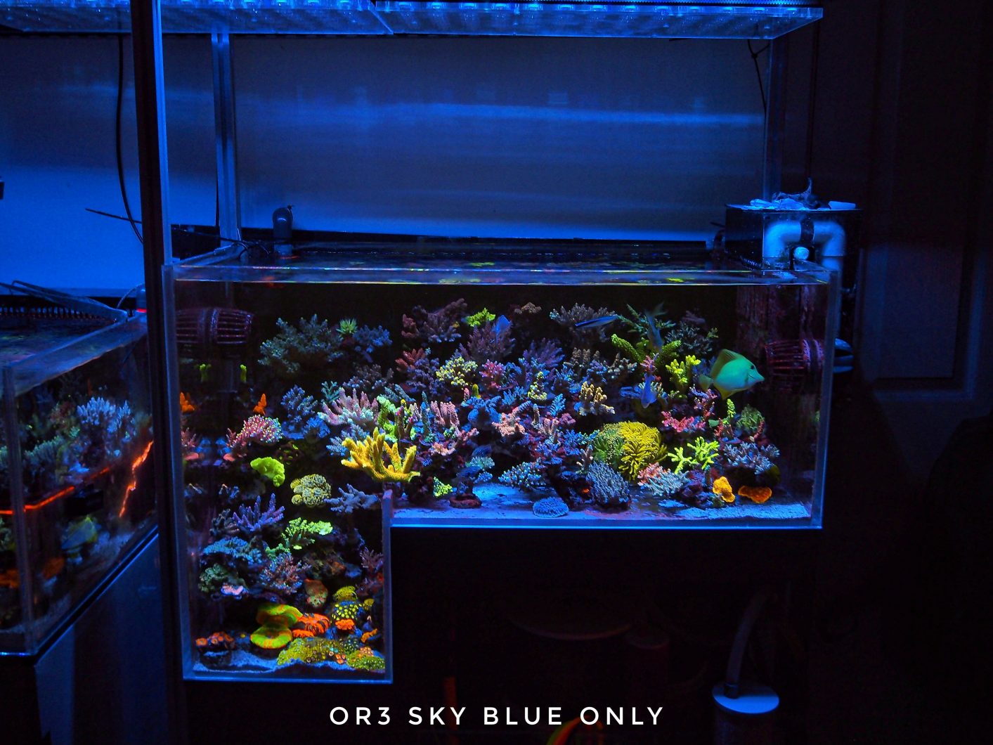 OR3_Sky_Sininen_reef_akvaario_LED_Strip