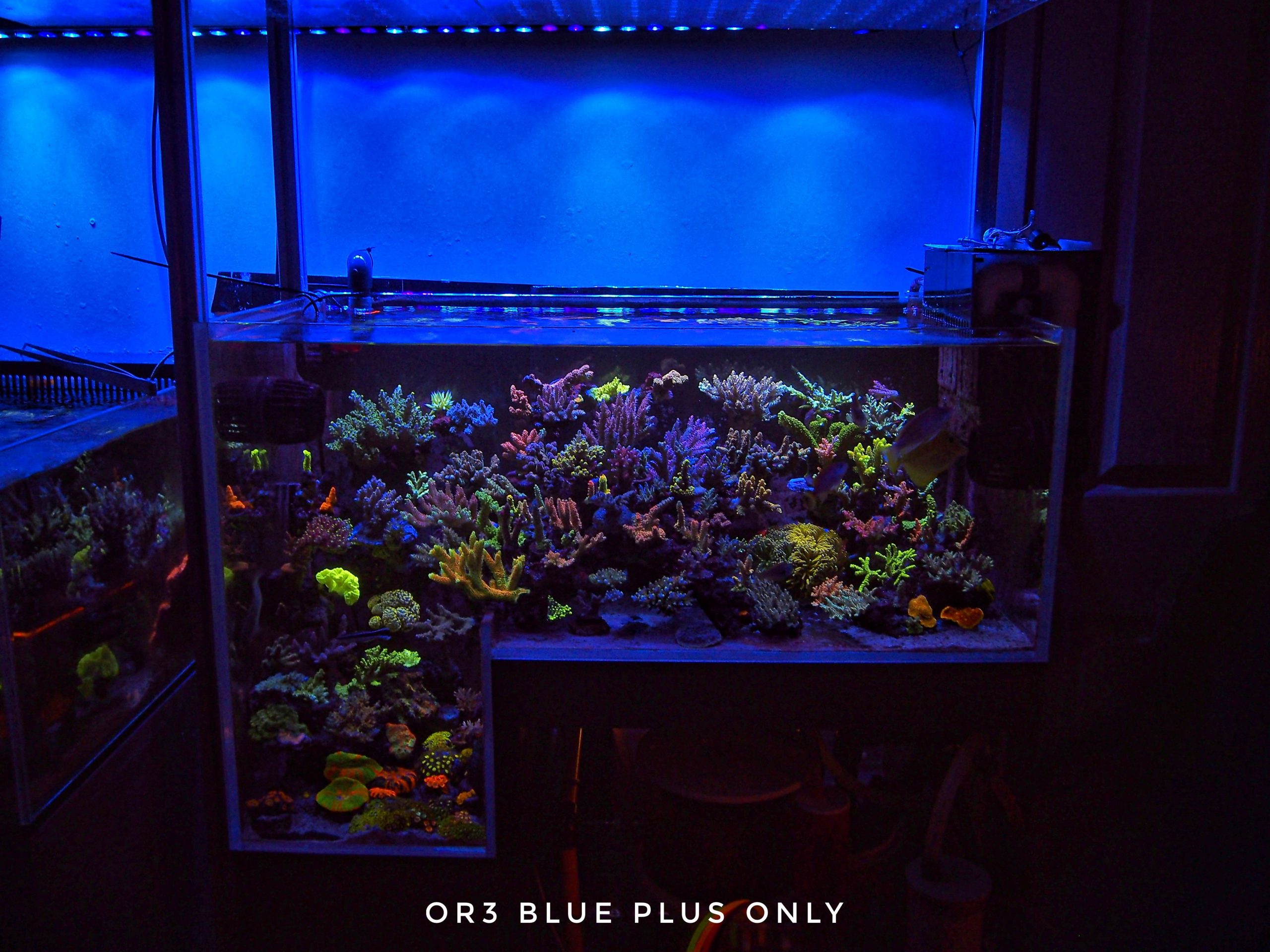 What to choose, Orphek OR3 Blue Sky or Blue Plus LED Bars? •Orphek