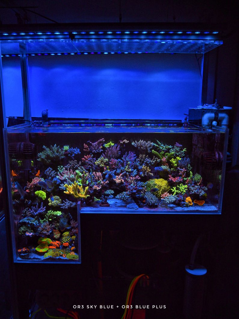 beste_reef_aquarium_2022