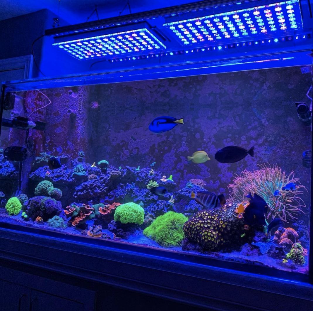 OR3 Blue Plus - Barre LED pour aquarium récifal - Orphek