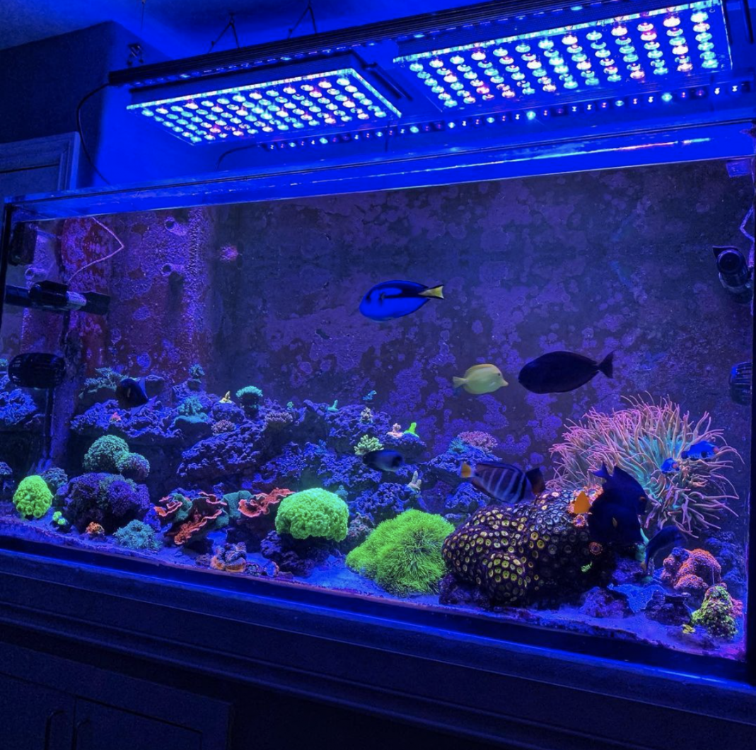 OR3 Blue Sky - Barre LED pour aquarium récifal - Orphek