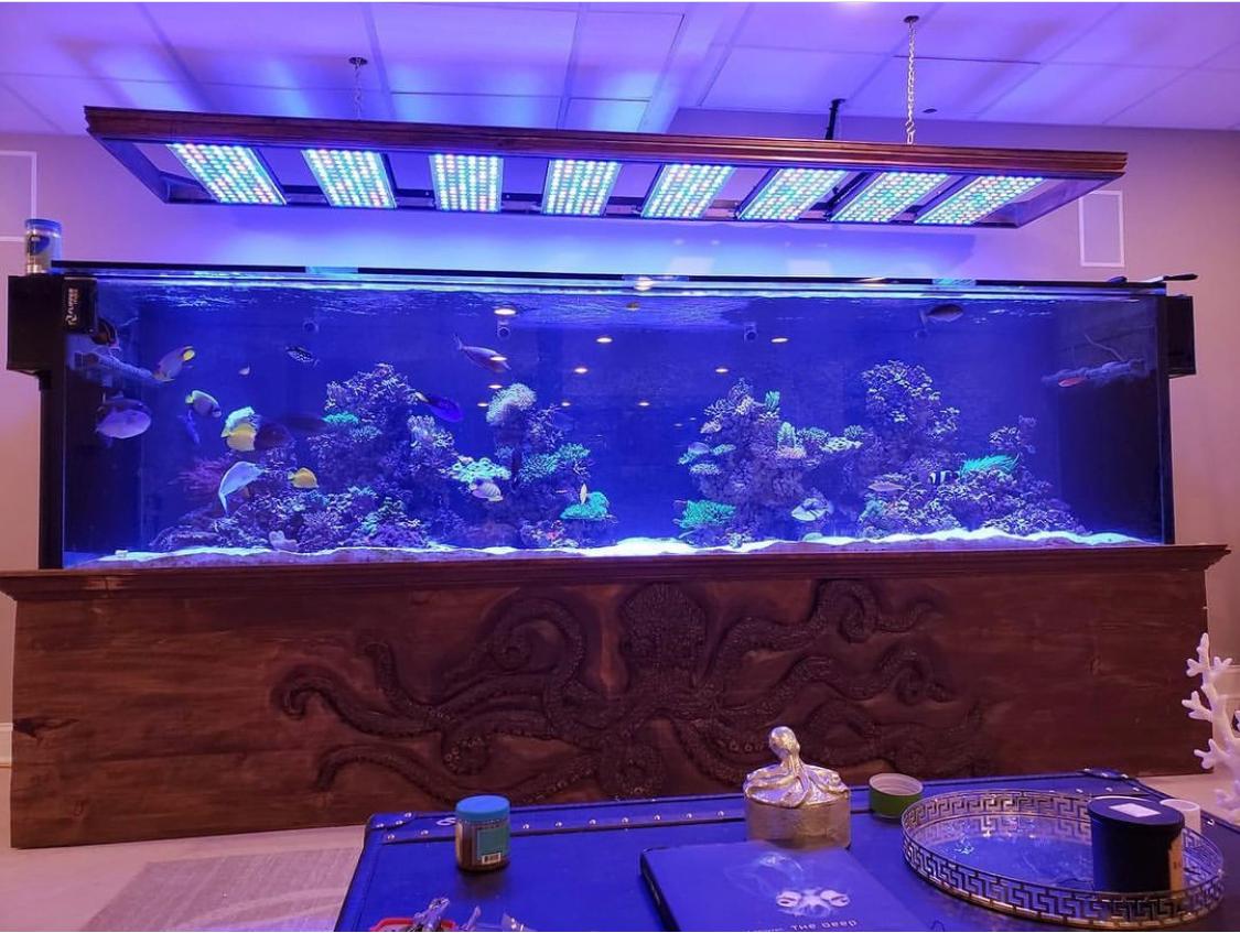 Massive 800 gallon reef tank 