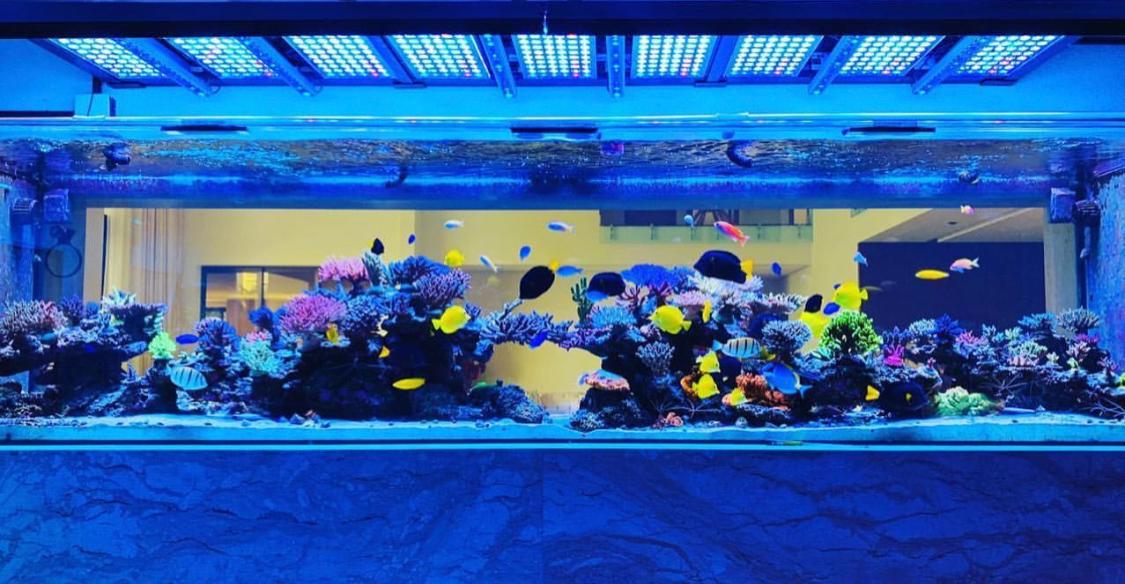 Massiv SPS reef tank fra Brasilien