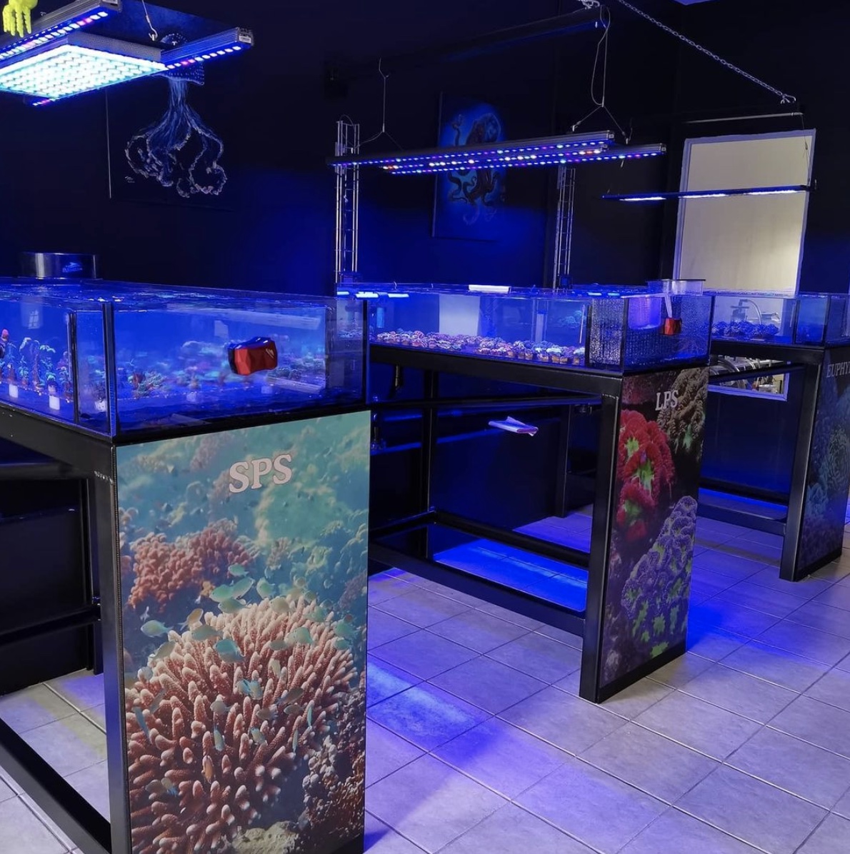 Reef Aquarium LED Light Galleria di foto • Orphek