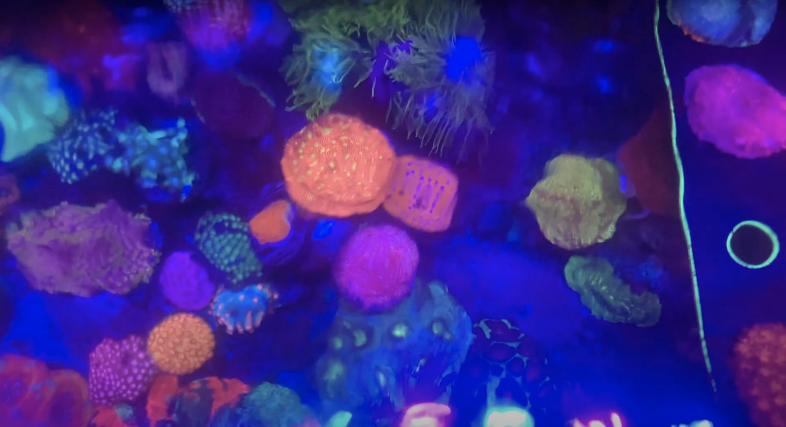 Koralliväri pop OR3 LED-palkin alla