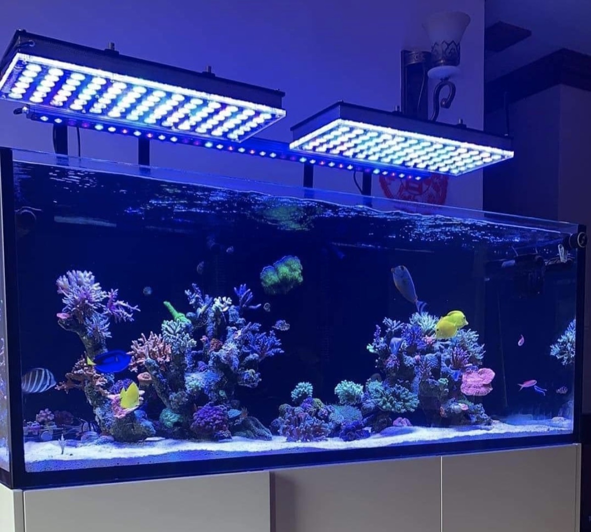 ILLUMINAZIONE ACQUARIO: Led, HQI, Neon, Fotoperiodo, Lumen, Temperatura di  colore, IRC RA ~ Aquascaping Lab