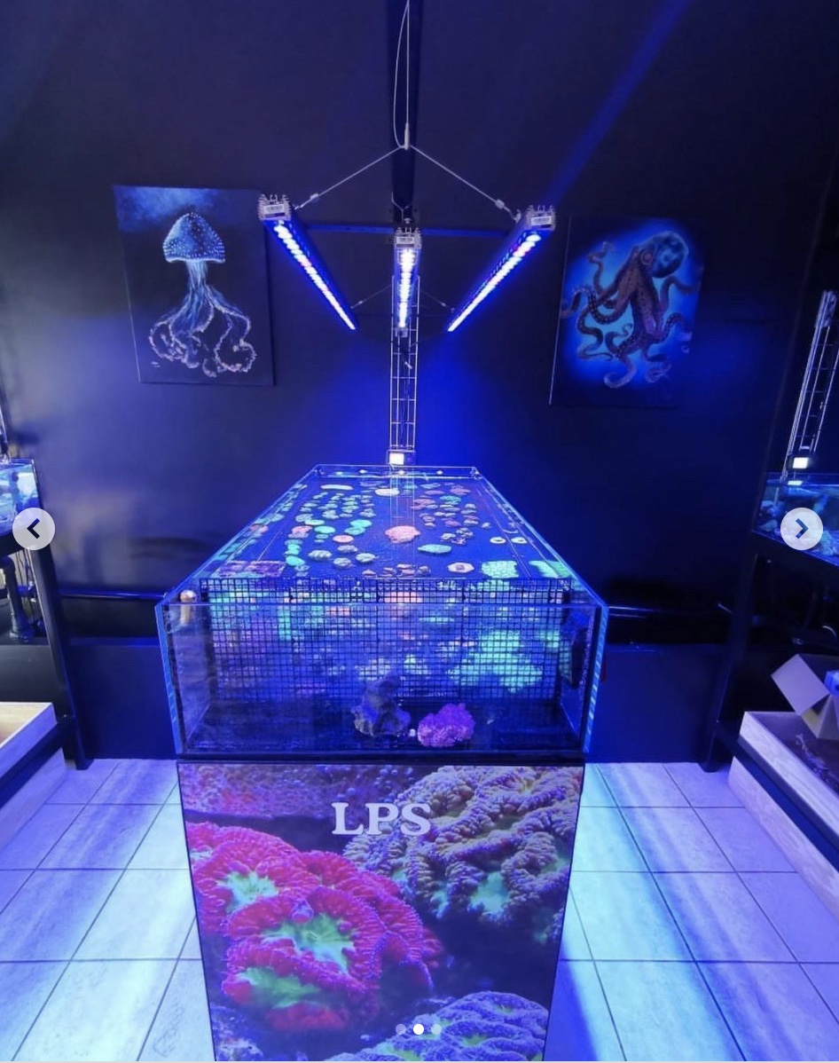 ILLUMINAZIONE ACQUARIO: Led, HQI, Neon, Fotoperiodo, Lumen, Temperatura di  colore, IRC RA ~ Aquascaping Lab