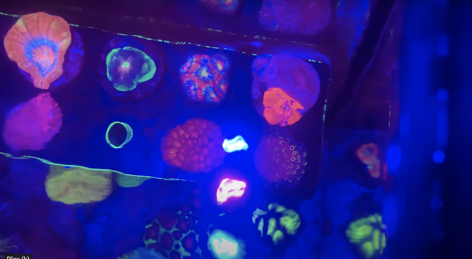 Coral color pop under Orphek OR3 LED Bar