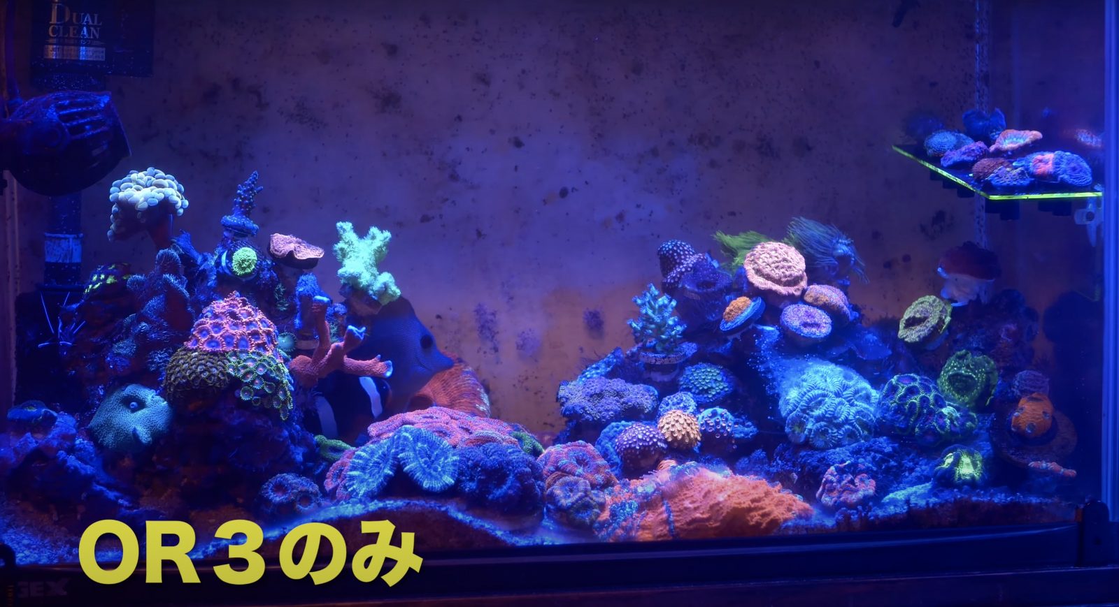 Reef Aquarium sous Orphek OR3 LED Bar 60 cm