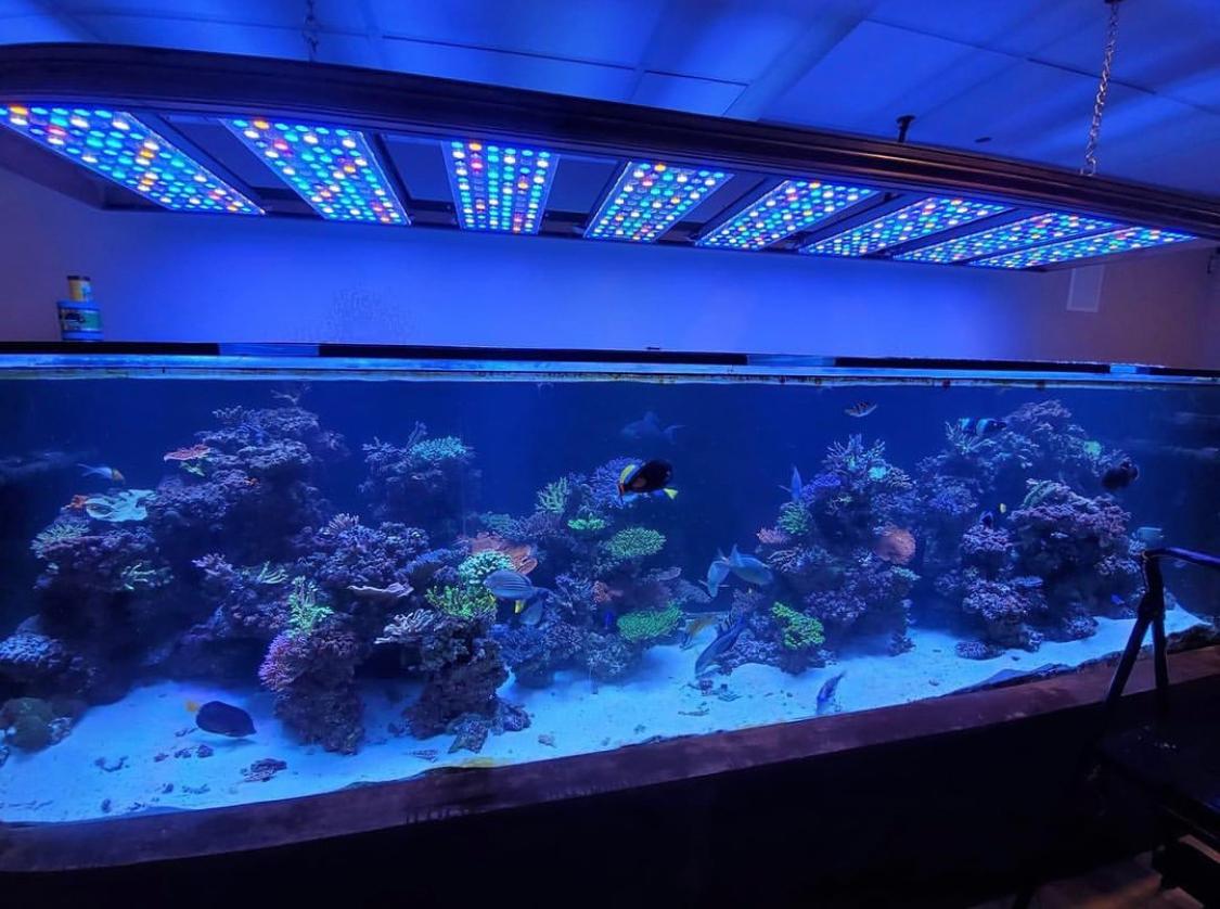 令人惊叹的珊瑚礁水族馆 LED 布局